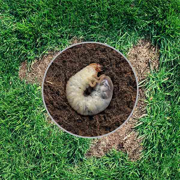 signs of pests in your lawn