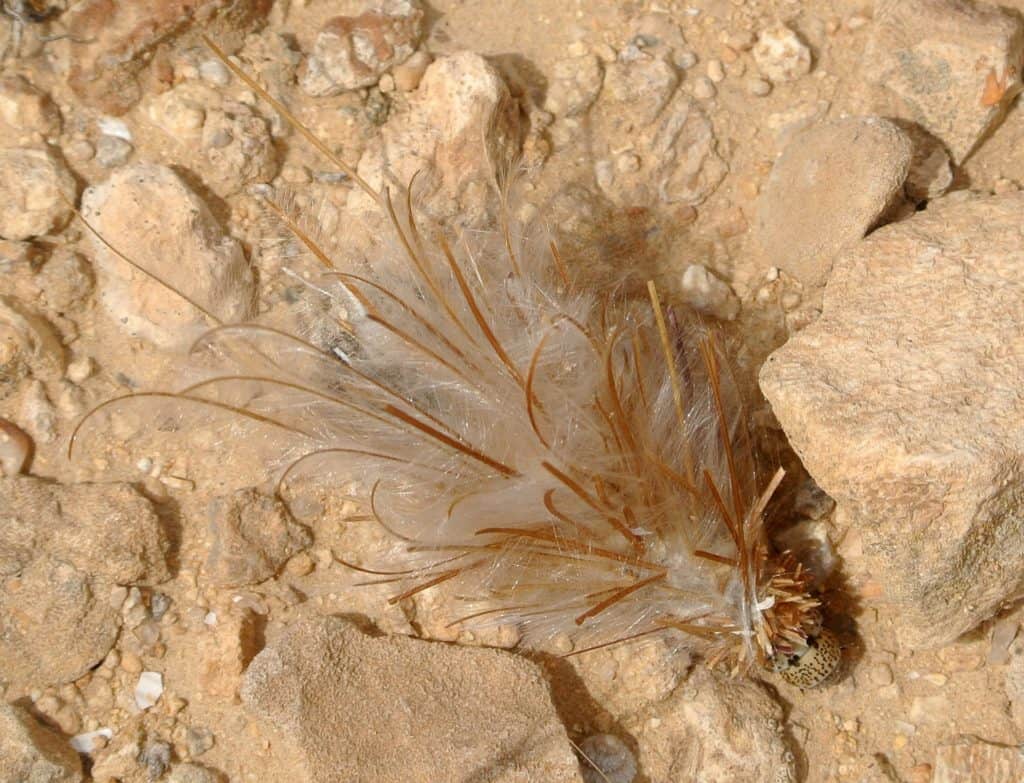 bagworm moth larvae