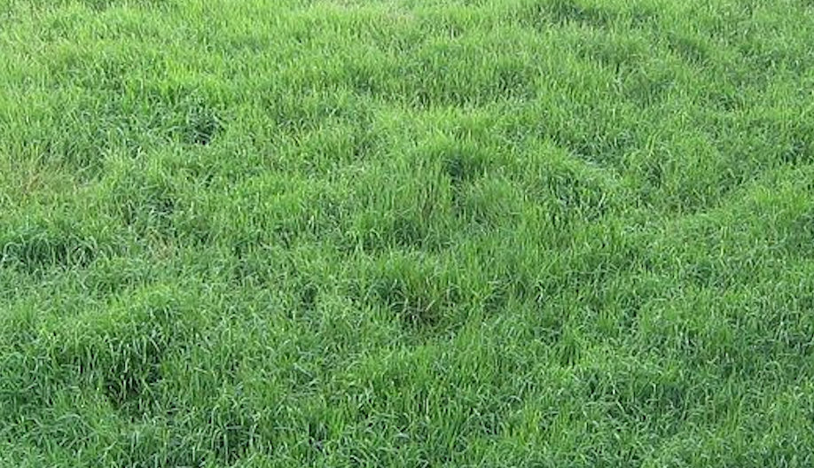 clumpy grass
