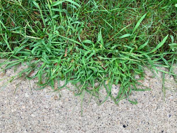 crabgrass on a sidewalk