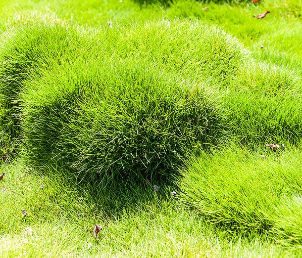 Zoysia Grass clumps