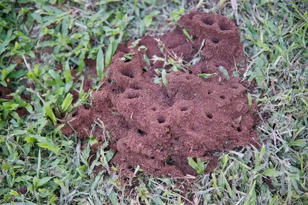 Getting Rid of Fire Ants in Georgia