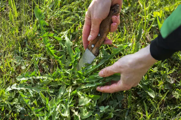 Types of Weeds Blocked by Pre-Emergent Herbicide GA