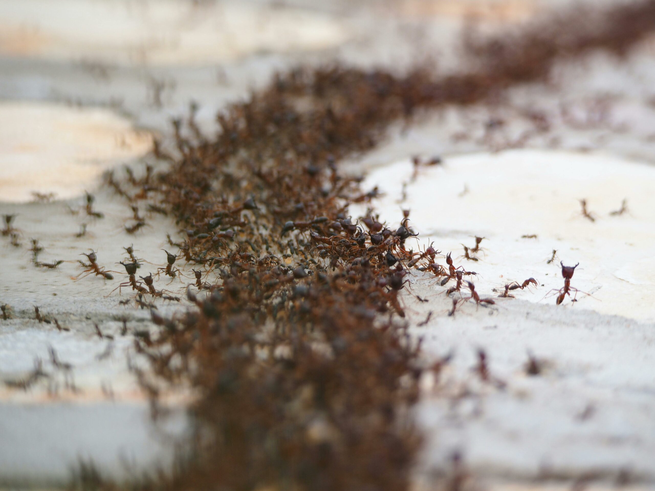 understanding fire ants and pest control